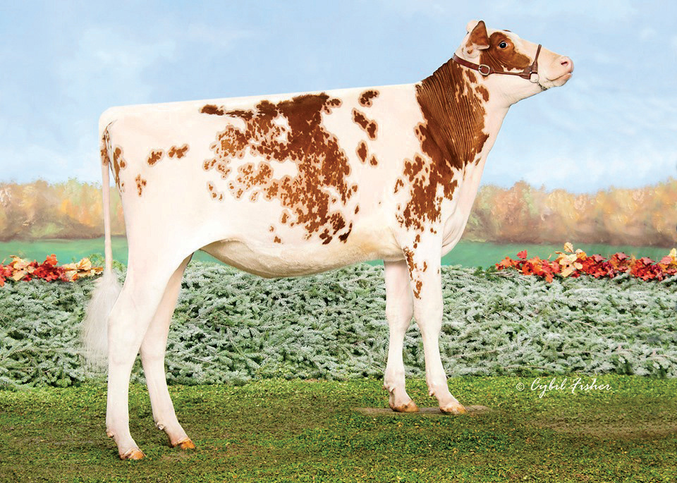 566HO1231 REV-ME-UP-RED  International Protein Sires